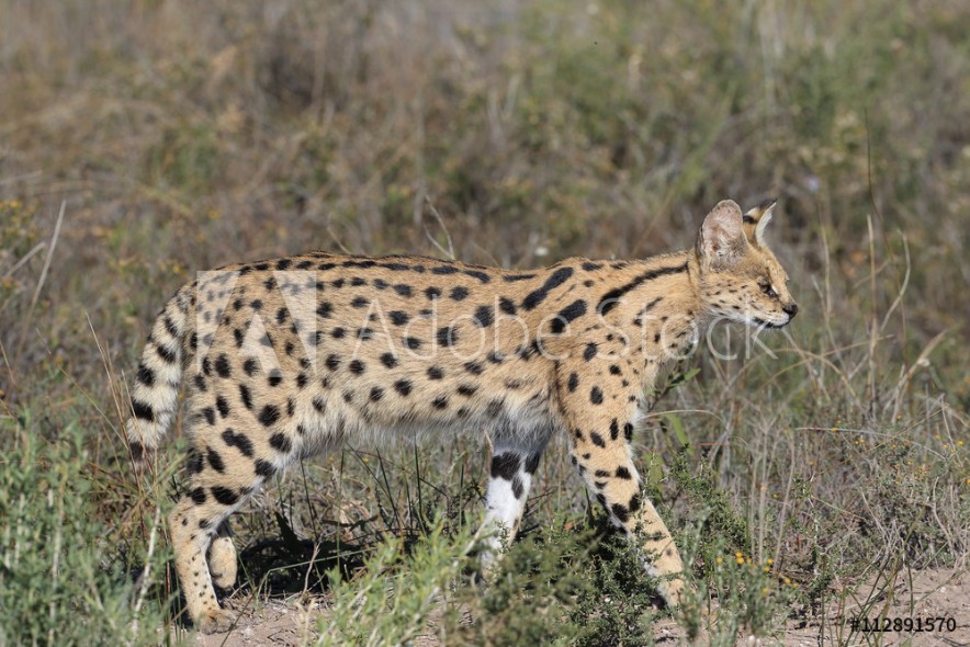 Portrait of a Serval cat Servals are excellent jumpers and can reach a